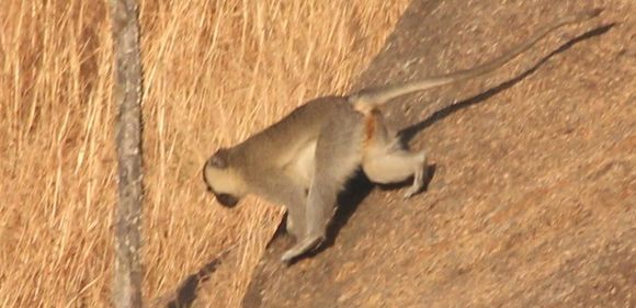 Image of Tantalus Monkey