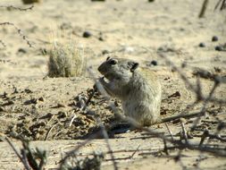 Image de Parotomys brantsii (A. Smith 1834)