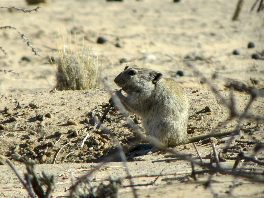 Image of Brants' Whistling Rat