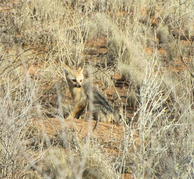 Слика од Vulpes chama (A. Smith 1833)