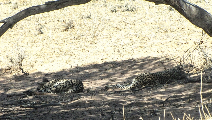 Image of Acinonyx Brookes 1828