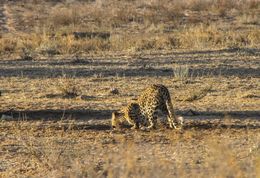 Image of Leopard