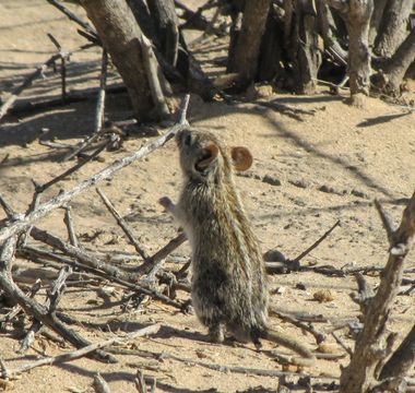 Image of Four-striped Grass Mouse