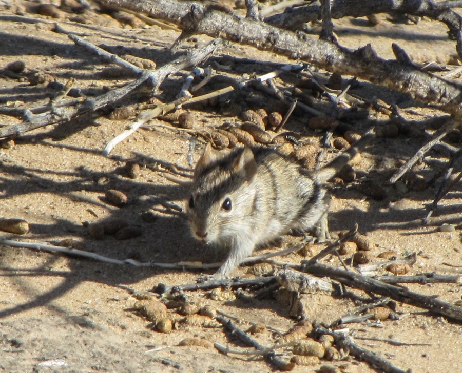 Image of Four-striped Grass Mouse