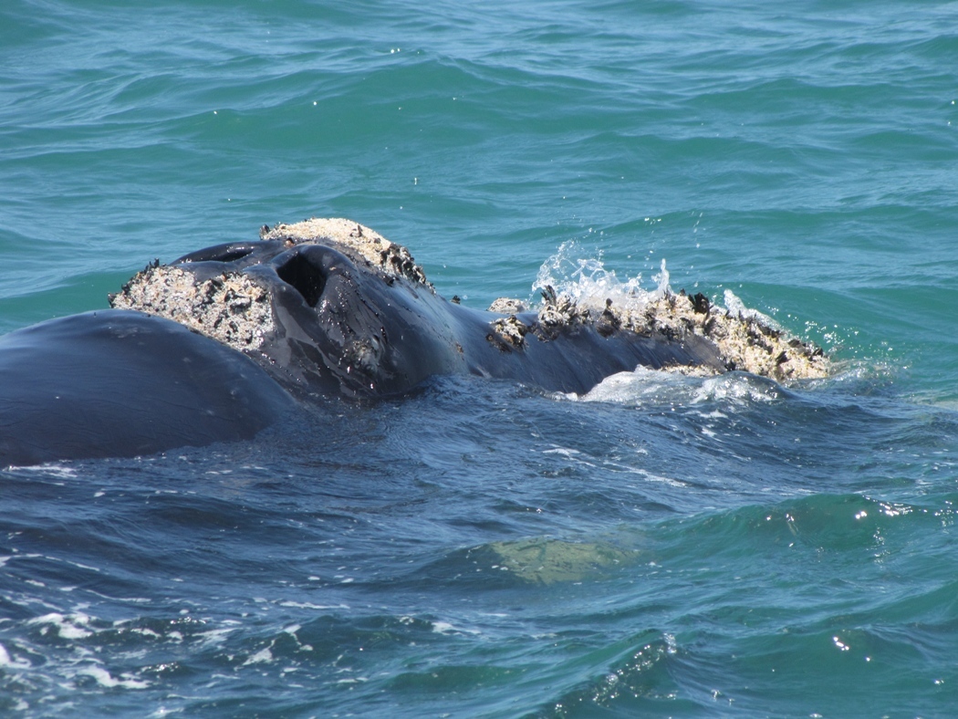 Image of Right whale