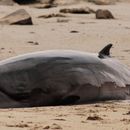 Image of Pygmy Right Whale