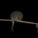 Image of Hairy-eared Dwarf Lemur