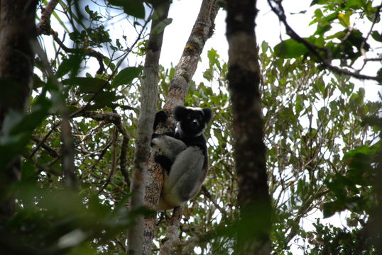 Imagem de Indri É. Geoffroy Saint-Hilaire & G. Cuvier 1796