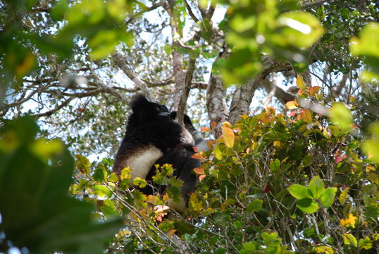 Image of indri