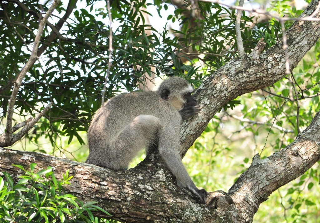 Image of Vervet Monkey