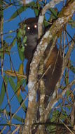 Image of Bamboo Lemur