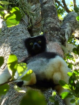 Image of indri