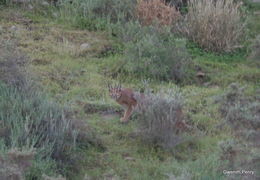 Image of Caracals