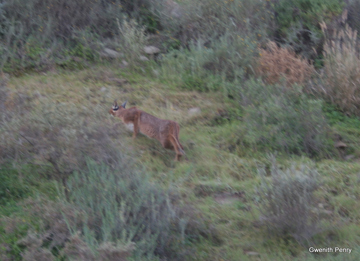 Image of Caracals