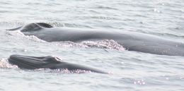 Image of Bryde's Whale