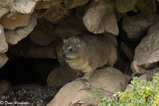 Image of Rock Hyrax