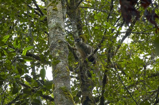 Image of brown lemur