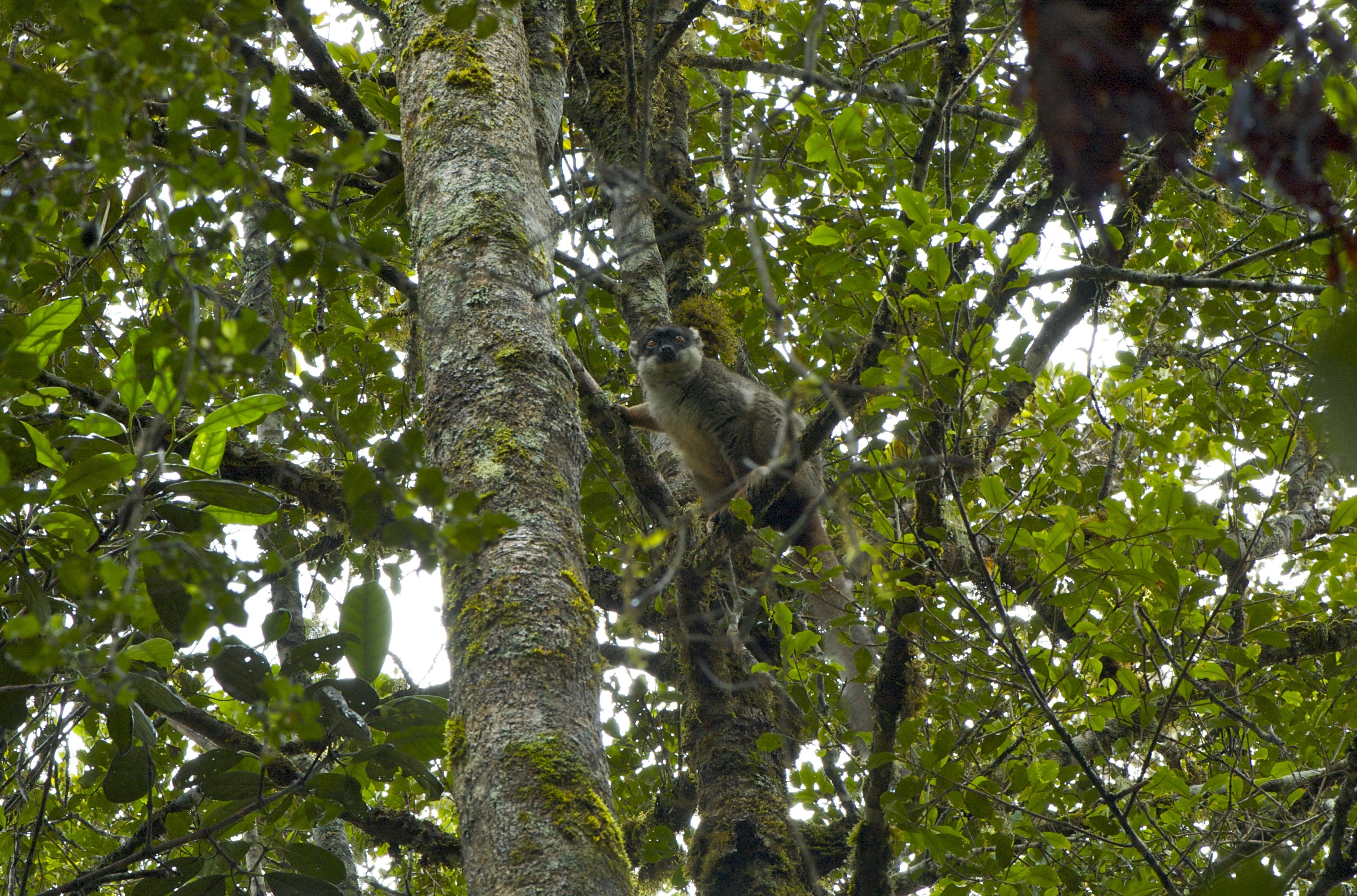 Imagem de Eulemur fulvus (É. Geoffroy Saint-Hilaire 1796)