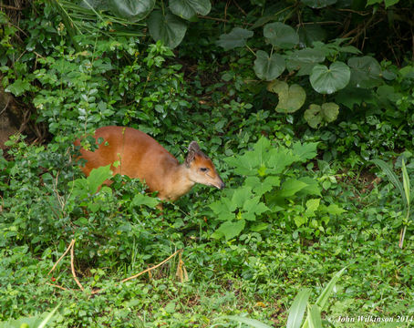 Image of Natal Duiker