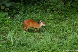 Image of Natal Duiker