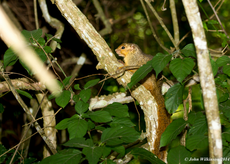 Image of Red Bush Squirrel