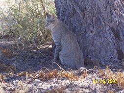 Image of wild cat