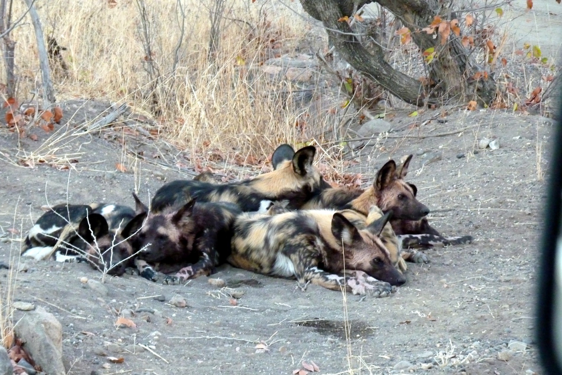 Image of African Hunting Dog