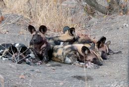 Image of African Hunting Dog