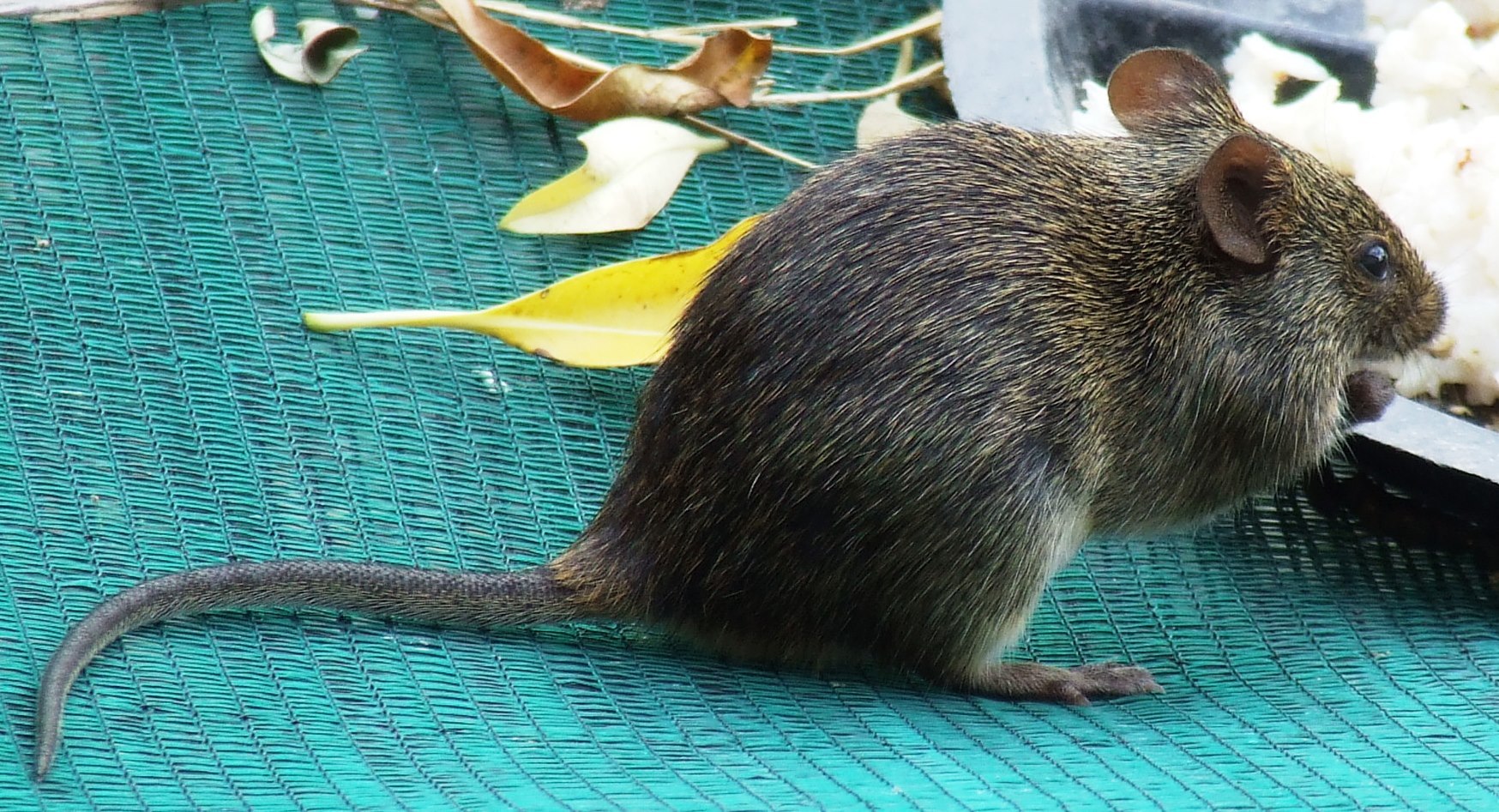 Image of African Marsh Rat