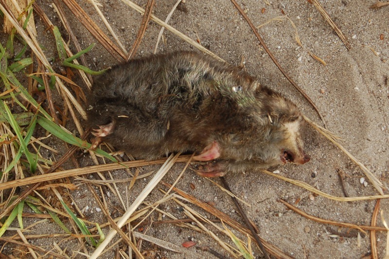 Image of Cape Dune Mole Rat