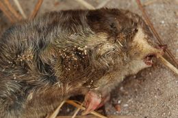 Image of Cape Dune Mole Rat