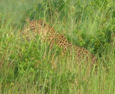 Image of Leopard