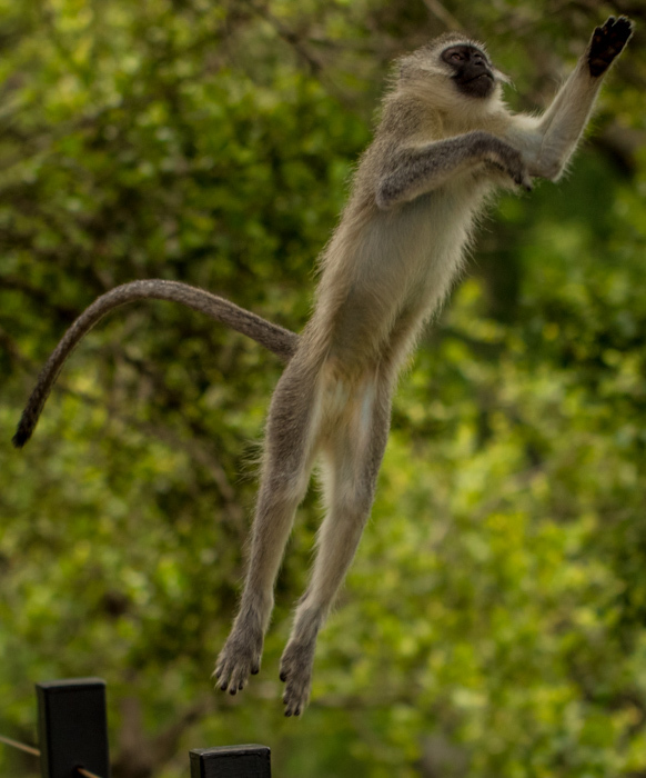 Image of Vervet Monkey