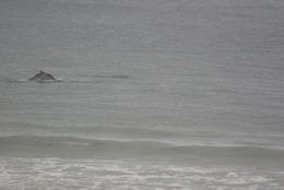 Image of Indian Humpback Dolphin