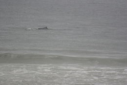 Image of Indian Humpback Dolphin