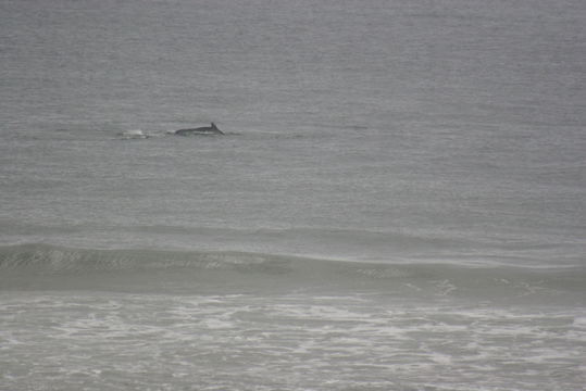 Image of Indian Humpback Dolphin