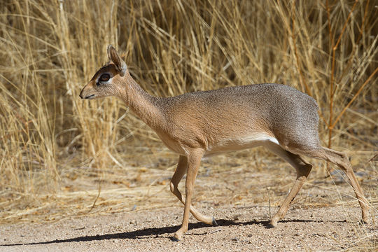 Image of Damara Dikdik