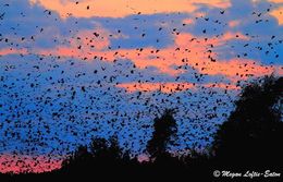 Image of African Straw-colored Fruit Bat