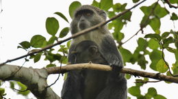 Image of blue monkey