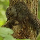 Image of Zanj Sun Squirrel