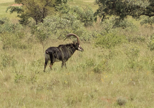 Image of Sable Antelope