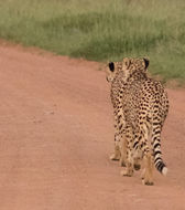 Image of Acinonyx Brookes 1828