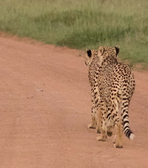 Image of Acinonyx Brookes 1828