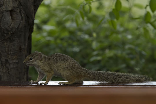 صورة Paraxerus cepapi (A. Smith 1836)