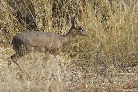 Image of Damara Dikdik