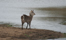 Image of Ellipsen Waterbuck