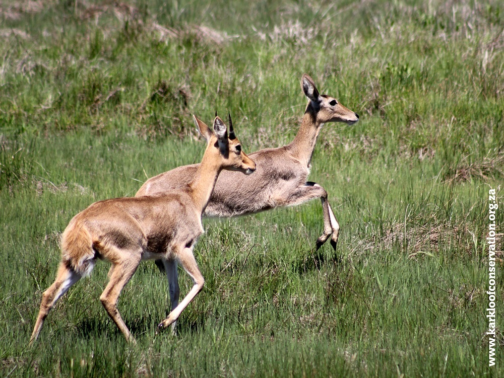 Image of Reedbuck