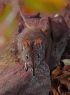 Image of Eastern Elephant-shrew