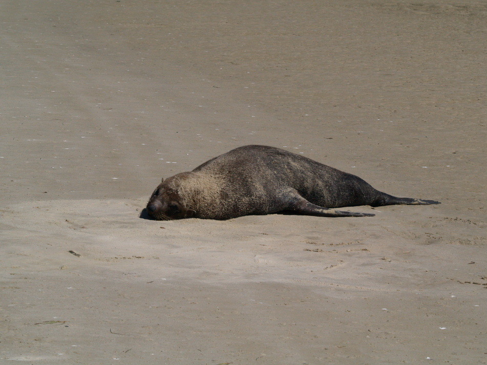 Image of fur seal