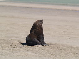 Image of fur seal